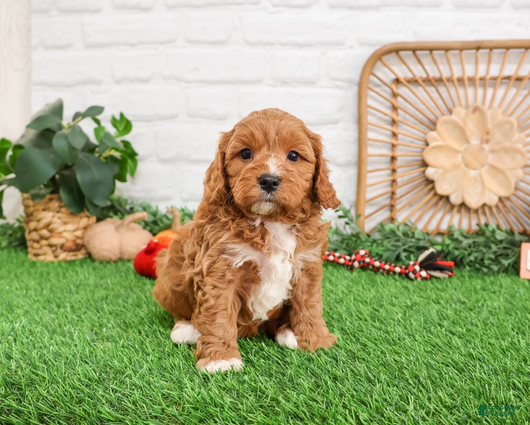 Cavapoo dogs for sale: Gideon  - Ad 3