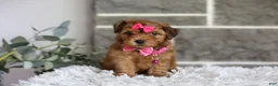 Yorkiepoo dogs for sale: Jewel  - Ad 15