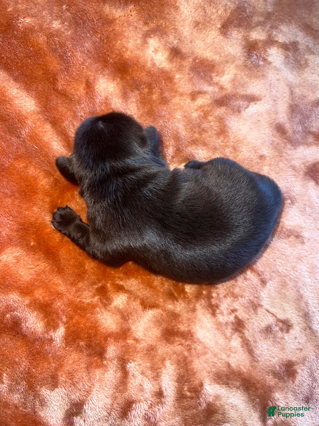 Pug dogs for sale: Lila  - Ad 2