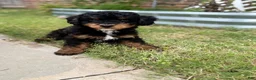 Mixed Breed dogs for sale: Star - Ad 4