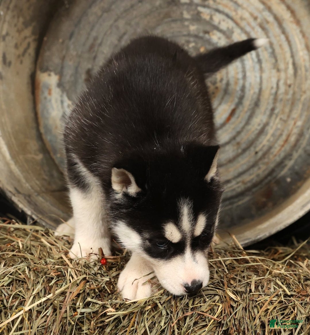 Siberian Husky dogs for sale: Twinkle - Ad 5