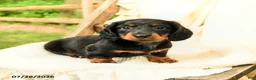 Miniature Dachshund dogs for sale: Danika - Ad 2