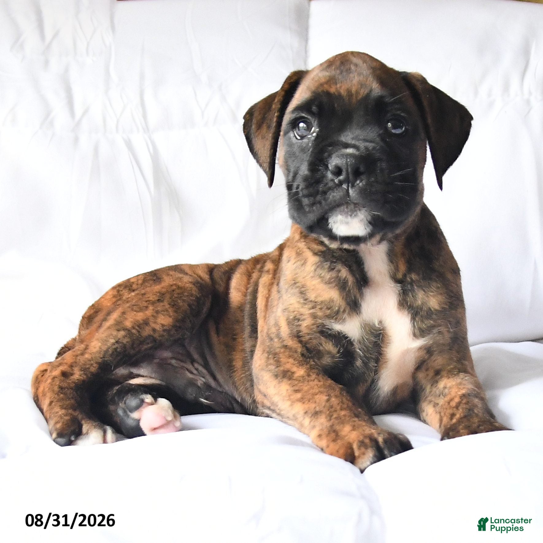 Boxer dogs Casper - Ad 2