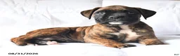 Boxer dogs for sale: Casper - Ad 2