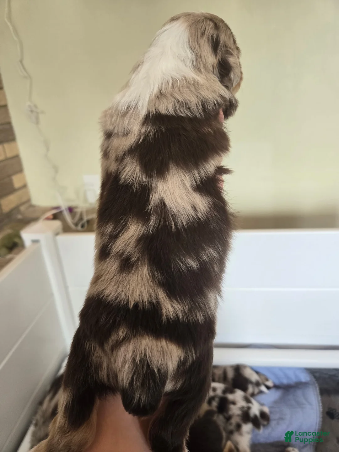 Australian Shepherd dogs for sale: Australian Shepherd Puppy 2 - Ad 2