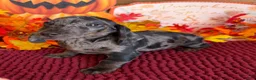 Miniature Dachshund dogs for sale: Marble - Ad 2