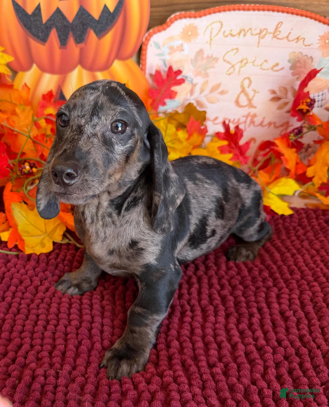 Miniature Dachshund dogs for sale: Marble - Ad 2
