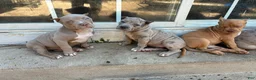 American Bully dogs for sale: American Bully Puppy 1 - Ad 2