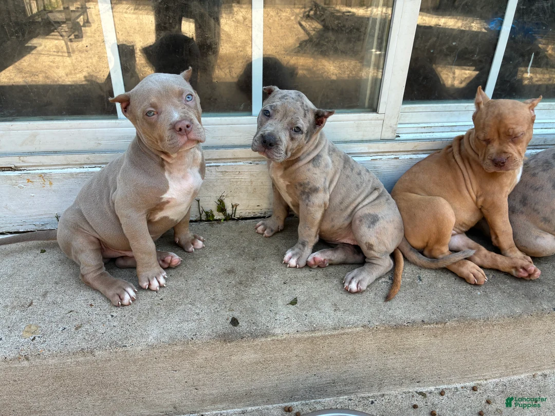 American Bully dogs for sale: American Bully Puppy 1 - Ad 2