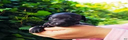 Italian Greyhound dogs for sale: Dahlia - Ad 4