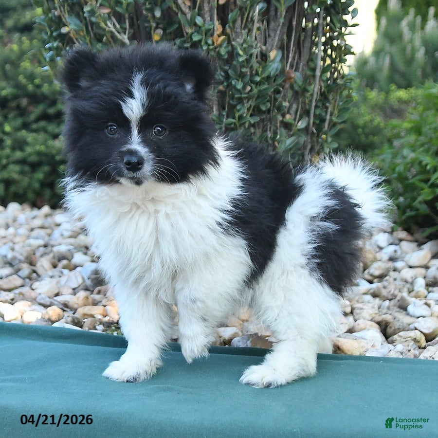 Pomeranian dogs Pete - Ad 2
