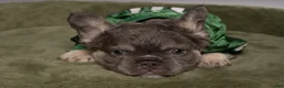 French Bulldog dogs for sale: MANGO - Ad 11
