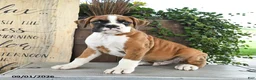 Boxer dogs for sale: Ryder - Ad 1
