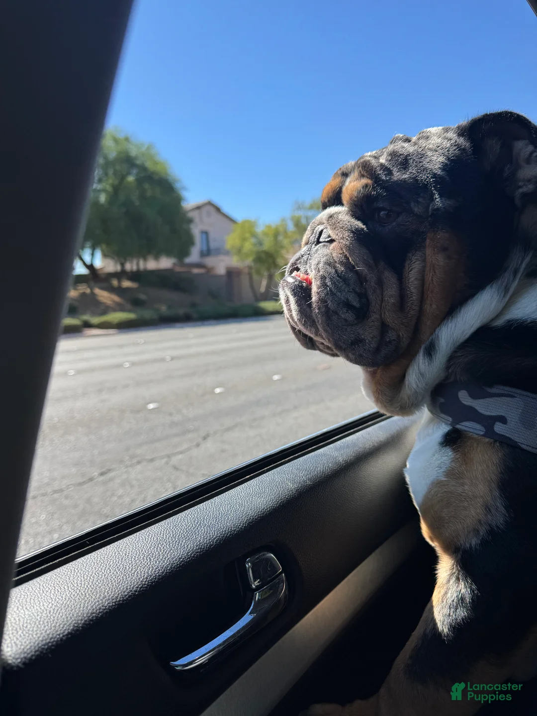 English Bulldog dogs for stud: Diesel - Ad 6