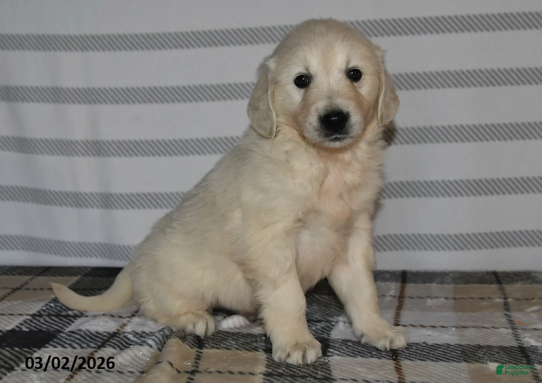 Golden Retriever dogs for sale: Beamer - Ad 1