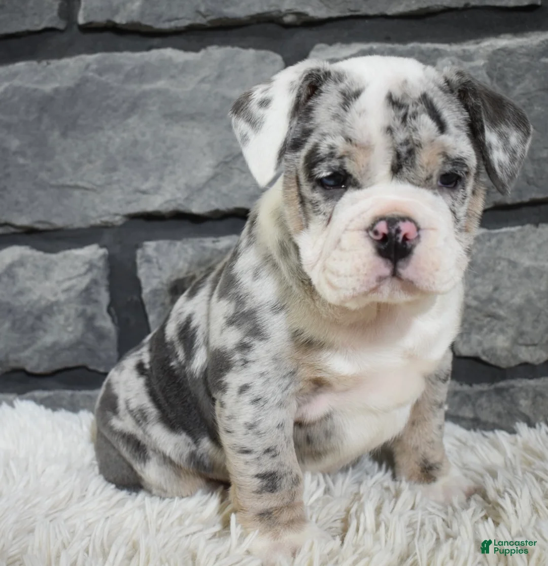 Mixed Breed dogs for sale: Daisy  - Ad 7