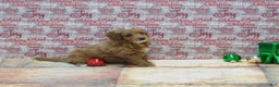 Goldendoodle dogs for sale: Mini Rex - Ad 5