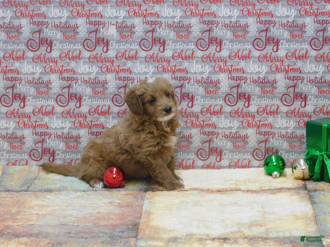 Goldendoodle dogs for sale: Mini Rex - Ad 5