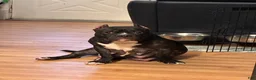 American Bully dogs for sale: American Bully 1 - Ad 14