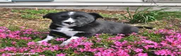 Mixed Breed dogs for sale: Stella - Ad 4