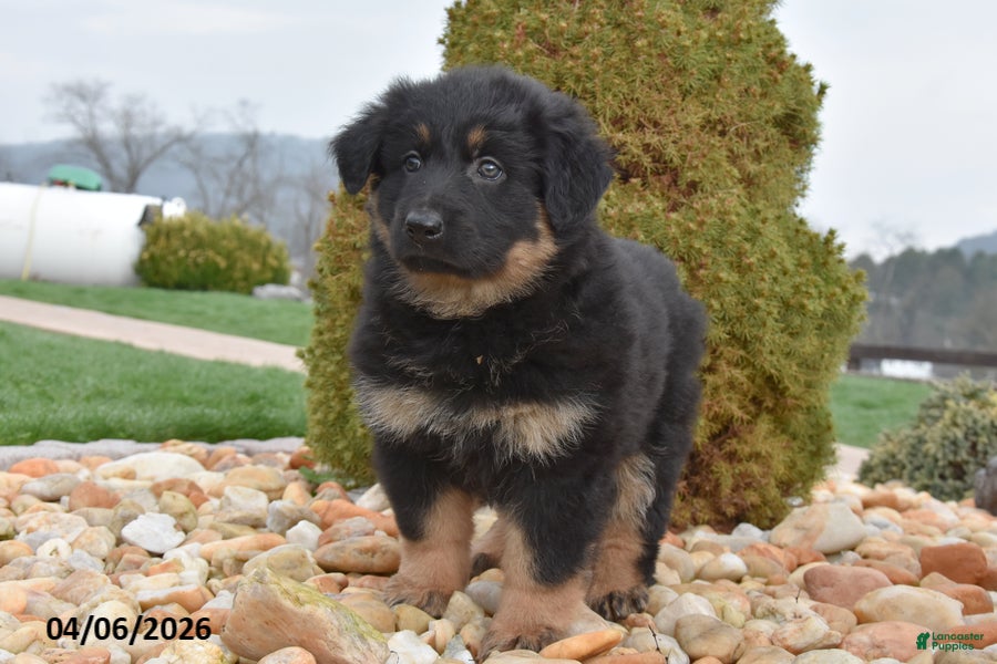 Mixed Breed dogs Mae - Ad 2