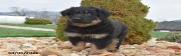 Mixed Breed dogs for sale: Mae - Ad 2