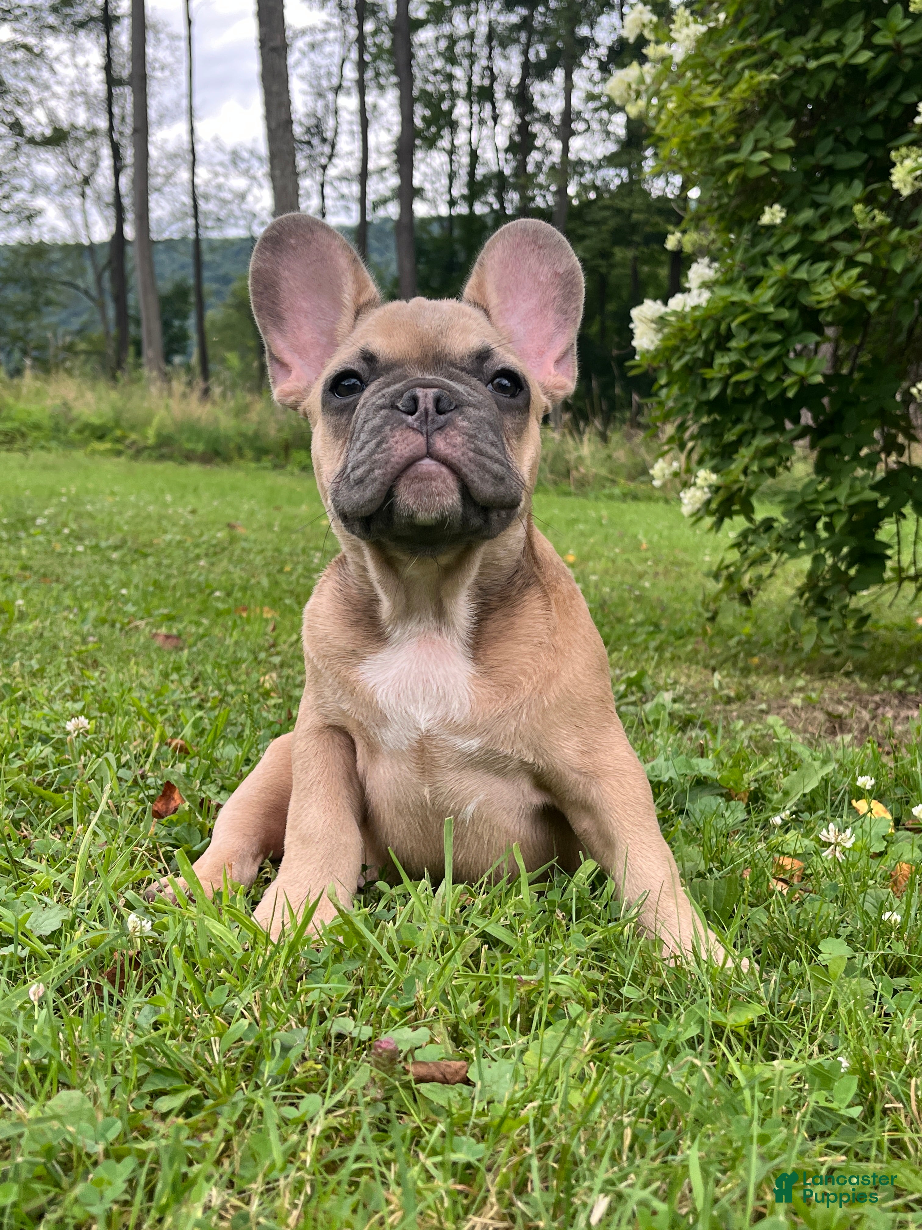 French Bulldog dogs Blue  - Ad 2