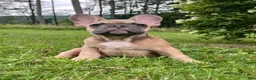 French Bulldog dogs for sale: Blue  - Ad 1