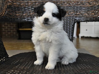 Miniature Australian Shepherd dogs Darla - Ad 30