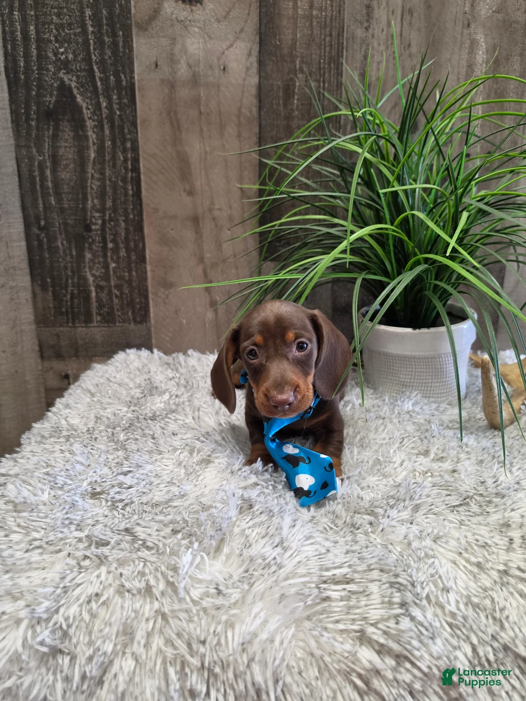 Miniature Dachshund dogs for sale: Sarge - Ad 2