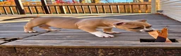 American Bully dogs for sale: 9x Kennels Björn Ironside Aka Cubb  - Ad 18