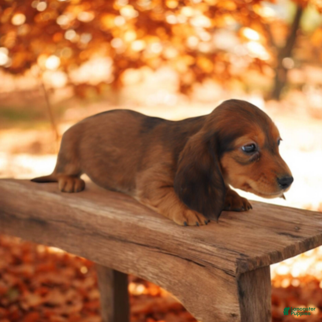 Miniature Dachshund dogs for sale: Fate/Fame M1 - Ad 3