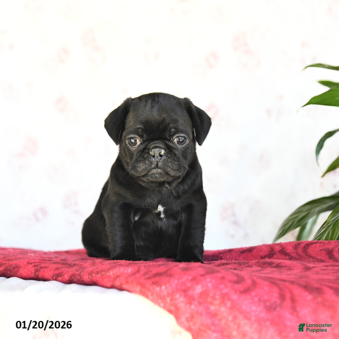 Pug dogs for sale: Theo - Ad 2