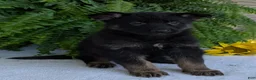 German Shepherd dogs for sale: Ivy - Ad 12
