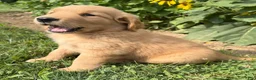Golden Retriever dogs for sale: Cooper - Ad 8