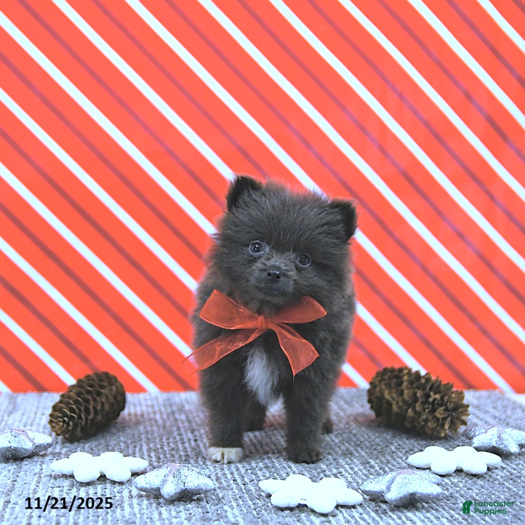 Pomeranian dogs for sale: Lincoln  - Ad 2