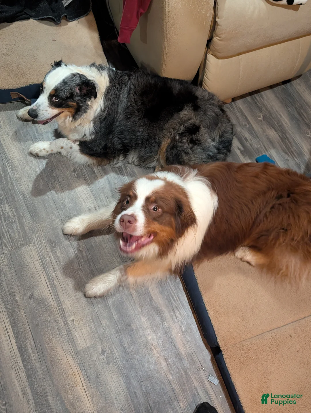 Australian Shepherd dogs for sale: Australian Shepherd Puppy 2 - Ad 2