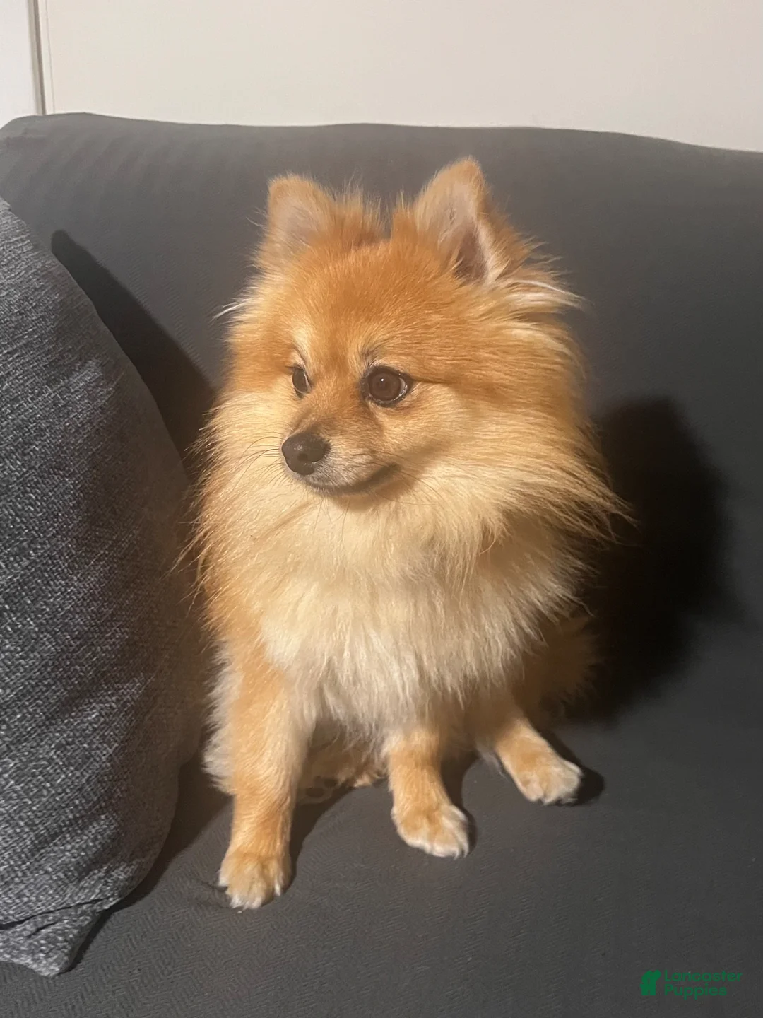 Pomeranian dogs for sale: Pomeranian Puppy 1 - Ad 2