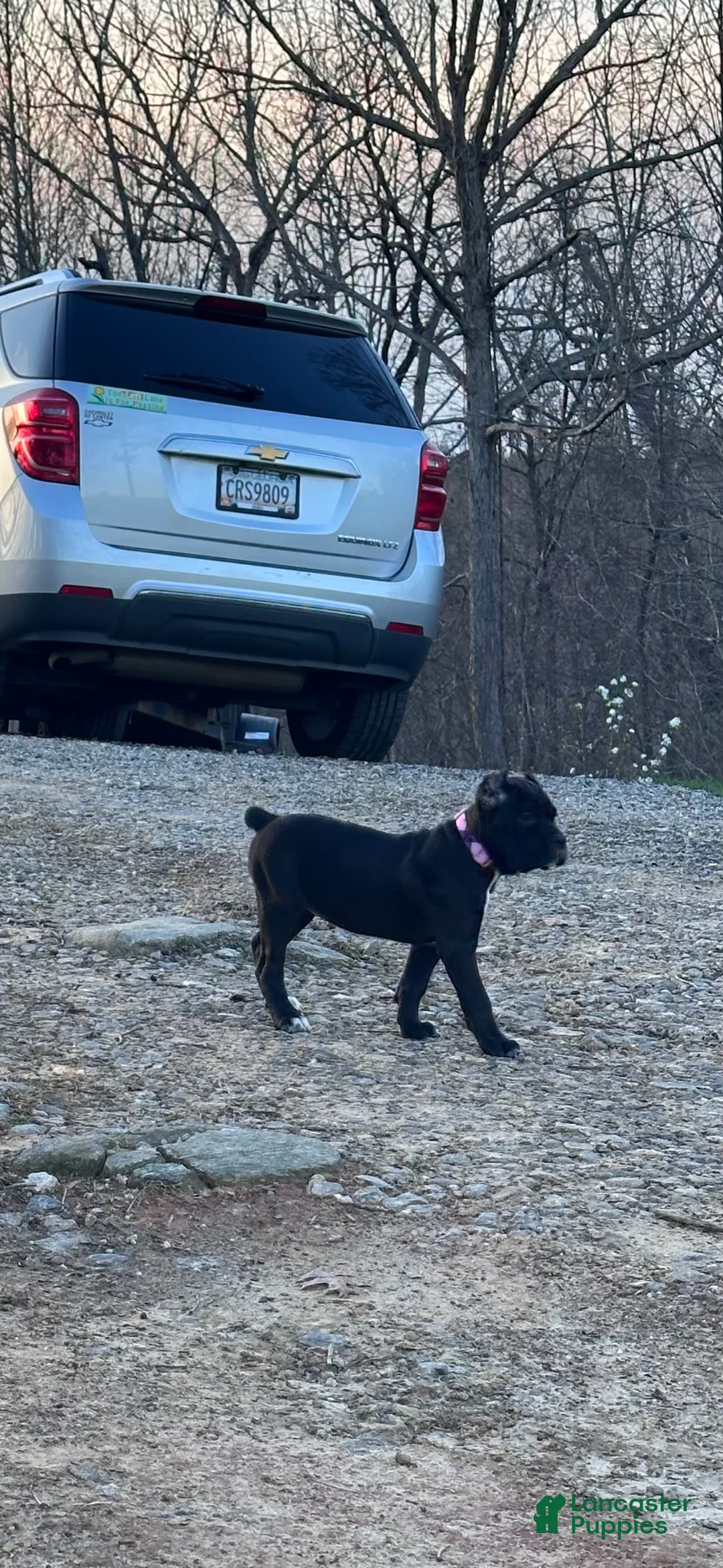 Cane Corso dogs for sale: Cane Corso Puppy 8 - Ad 2