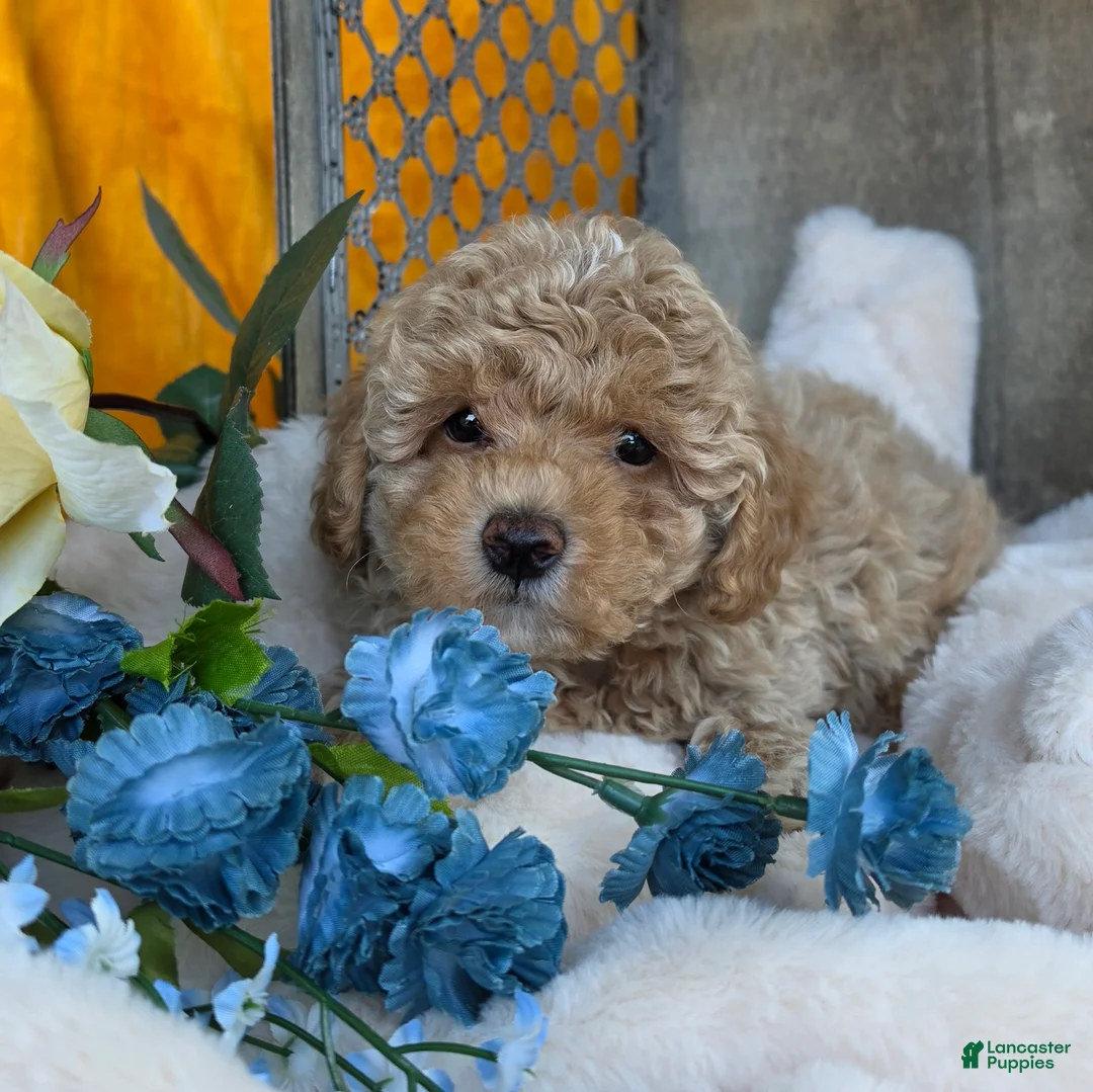 Toy Poodle dogs for sale: Sandy - Ad 1