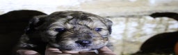 Mixed Breed dogs for sale: Canaan  - Ad 2