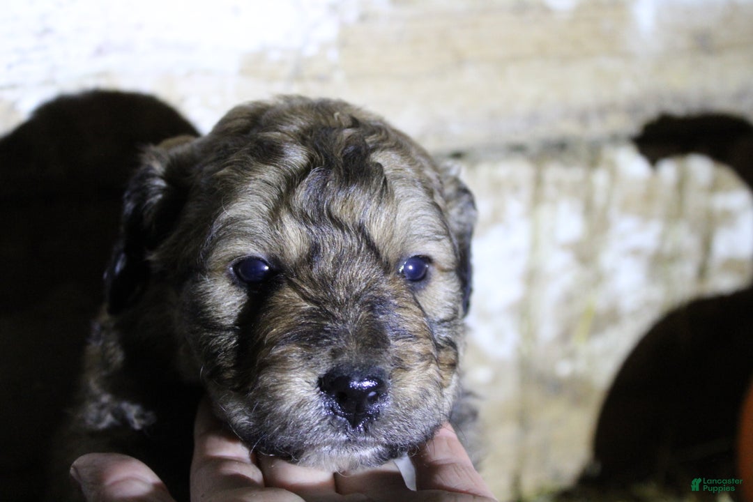 Mixed Breed dogs for sale: Canaan  - Ad 2