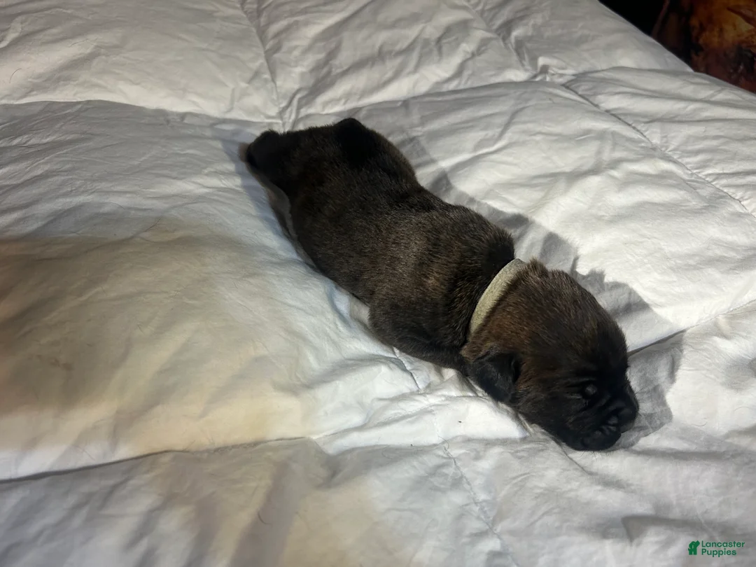 Cane Corso dogs for sale: Cane Corso Puppy 8 - Ad 2