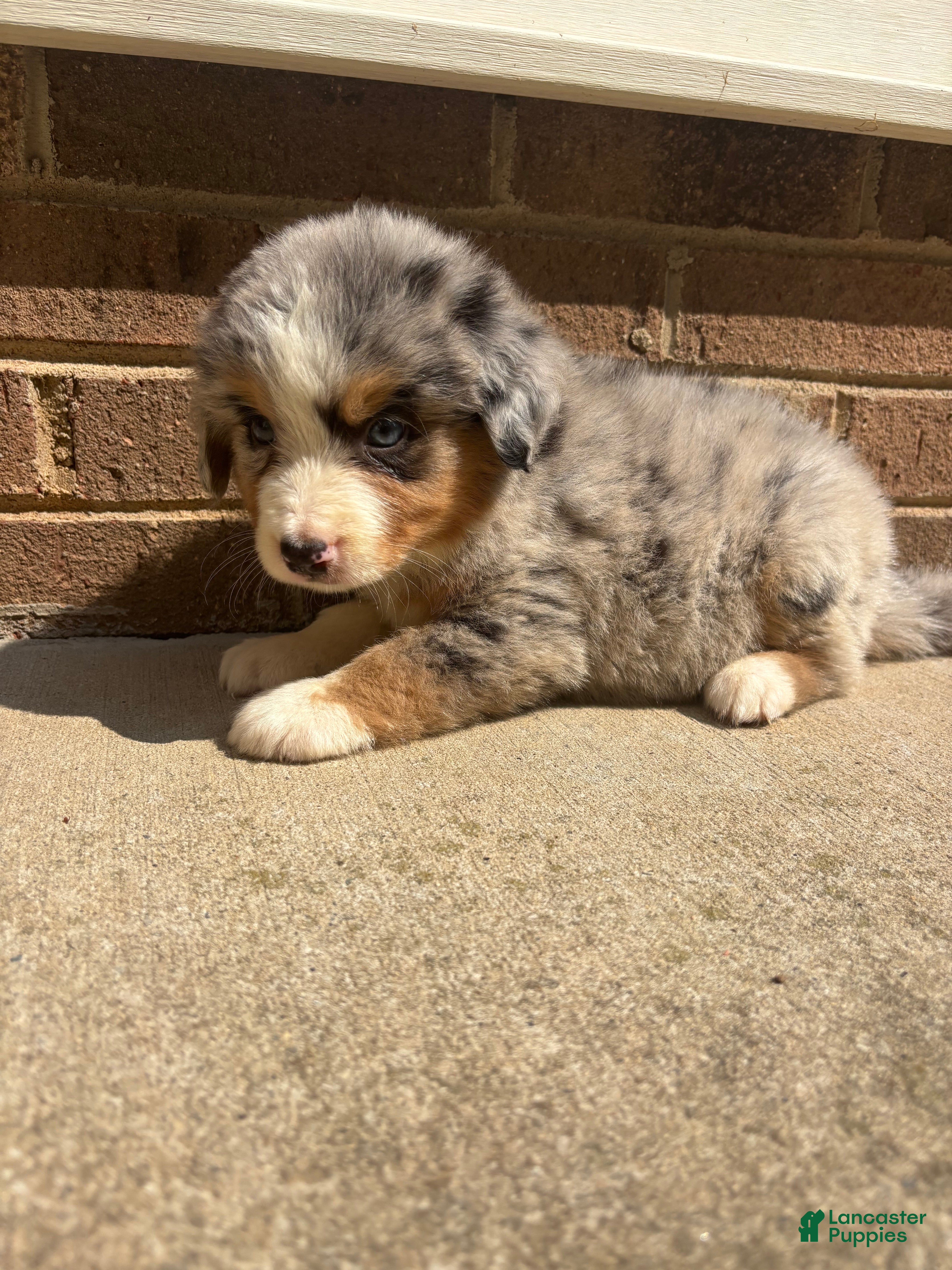 Mixed Breed dogs Blue eye boy - Ad 1