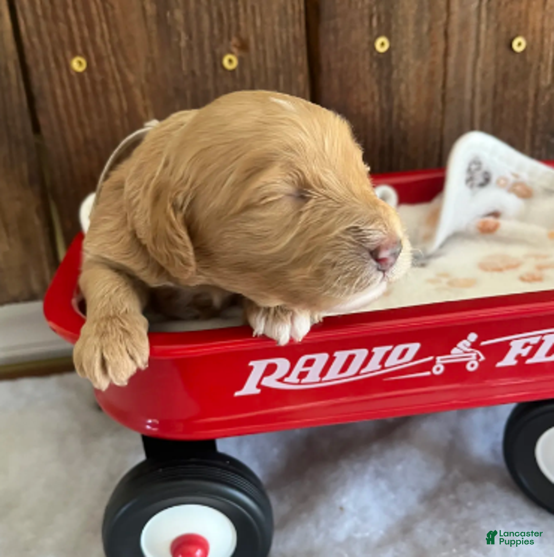 Mini Goldendoodle dogs for sale: Biscuit - Ad 1