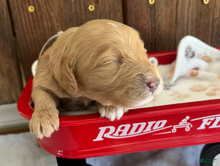 Mini Goldendoodle dogs Biscuit - Ad 8