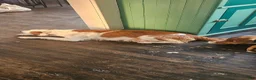 Mixed Breed dogs for sale: Potato - Ad 3