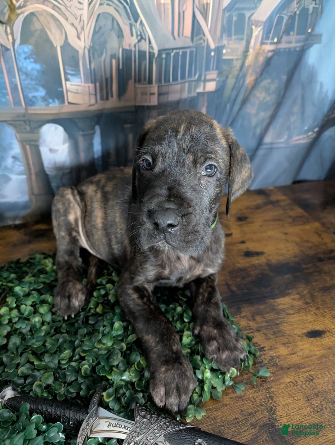 Great Dane dogs for sale: Boromir Brindle Male Great Dane Puppy  - Ad 1