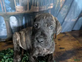 Great Dane dogs Boromir Brindle Male Great Dane Puppy - Ad 3