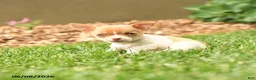 Chihuahua dogs for sale: Judy - Ad 5
